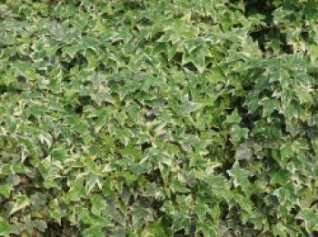 Weißgrüner Efeu &#8218;Glacier&#8216;, 60-80 cm, Hedera helix &#8218;Glacier&#8216;, Containerware