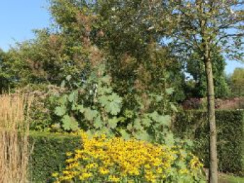 Weißlichblühender Federmohn, Macleaya cordata var. cordata, Topfware