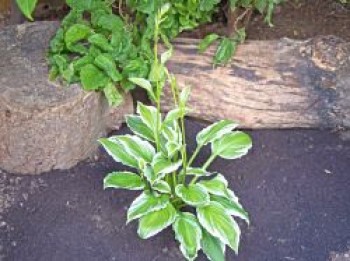 Weißrand-Funkie &#8218;Albomarginata&#8216;, Hosta x fortunei &#8218;Albomarginata&#8216;, Topfware