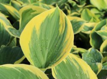 Gelbrand-Funkie &#8218;Liberty&#8216;, Hosta x cultorum &#8218;Liberty&#8216;, Topfware