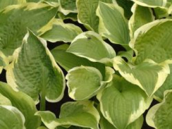 Weißrandige Funkie &#8218;Shade Fanfare&#8216;, Hosta x cultorum &#8218;Shade Fanfare&#8216;, Topfware