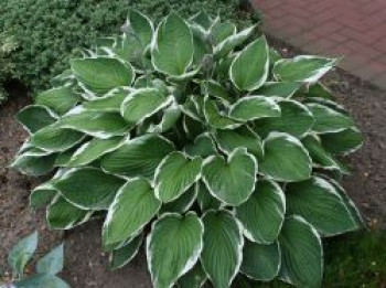 Weißrandige Graublatt Funkie &#8218;Francee&#8216;, Hosta x fortunei &#8218;Francee&#8216;, Topfware