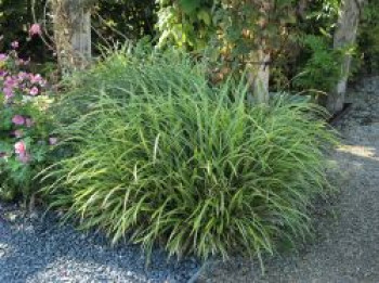 Weißrandige Segge / Japan-Segge &#8218;Icedance&#8216;, Carex foliosissima &#8218;Icedance&#8216;, Containerware