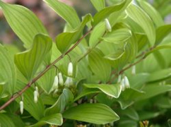 Weißrandiges Salomonssiegel &#8218;Variegatum&#8216;, Polygonatum odoratum var. pluriflorum &#8218;Variegatum&#8216;, Topfware