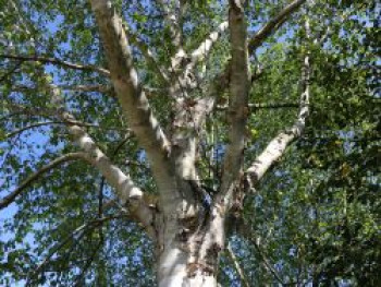 Weißrindige Himalaja-Birke &#8218;Doorenbos&#8216;, 125-150 cm, Betula utilis &#8218;Doorenbos&#8216;, Containerware