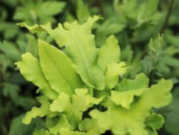 Welliger Hirschzungenfarn &#8218;Crispa&#8216;, Asplenium scolopendrium &#8218;Crispa&#8216;, Topfware