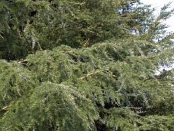 Westamerikanische Hemlocktanne heterophylla, 10-20 cm, Tsuga heterophylla, Topfware