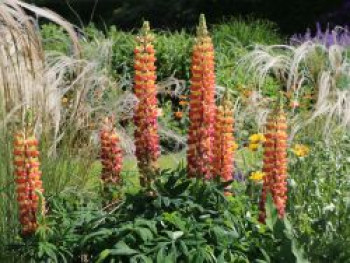 Lupine Westcounty-Serie &#8218;Gladiator&#8216;, Lupinus polyphyllus Westcounty-Serie &#8218;Gladiator&#8216;, Topfware