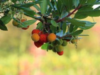 Westlicher Erdbeerbaum, 40-60 cm, Arbutus unedo, Containerware