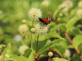 Westlicher Knopfbusch &#8218;Fiber Optics&#8216;, 30-40 cm, Cephalanthus occidentalis &#8218;Fiber Optics&#8216;, Containerware