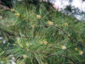Weymouths-Kiefer / Strobe / Eastern White Pine, 10-20 cm, Pinus strobus, Topfware