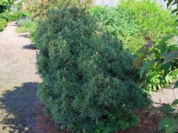 Weymouthskiefer 'Green Twist', Pinus strobus 'Green Twist', Containerware