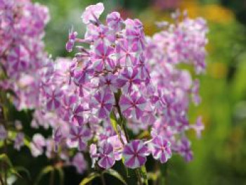 Wiesen-Flammenblume 'Natascha', Phlox maculata 'Natascha', Topfware