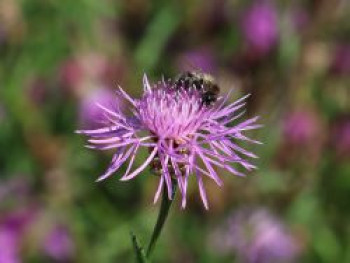 Wiesen-Flockenblume, Centaurea jacea, Topfware