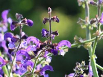 Wiesen-Salbei, Salvia pratensis, Topfware