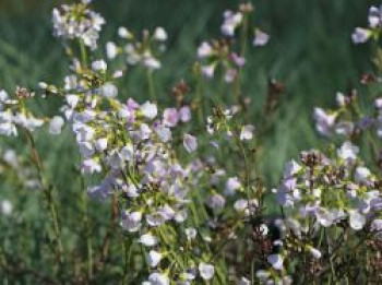 Wiesen-Schaumkraut, Cardamine pratensis, Topfware