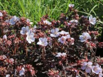 Wiesen-Storchschnabel &#8218;Black&#8217;n White Army&#8216;, Geranium pratense &#8218;Black&#8217;n White Army&#8216;, Topfware