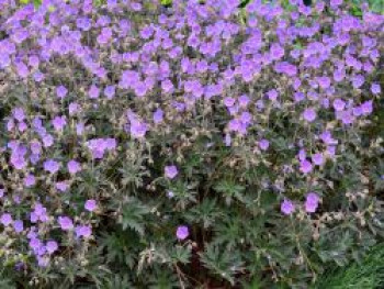 Wiesen-Storchschnabel 'Boom Chocolatta', Geranium pratense 'Boom Chocolatta', Topfware