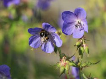 Wiesen-Storchschnabel, Geranium pratense, Topfware