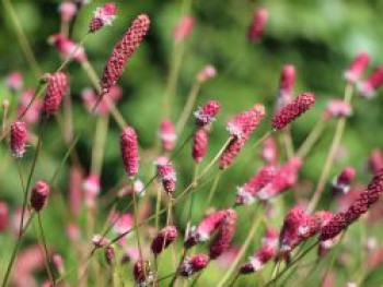 Wiesenknopf &#8218;Pink Tanna&#8216;, Sanguisorba officinalis &#8218;Pink Tanna&#8216;, Topfware