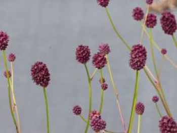 Wiesenknopf 'Plum Drops', Sanguisorba officinalis 'Plum Drops', Topfware
