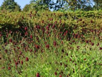 Wiesenknopf 'Proud Mary', Sanguisorba officinalis 'Proud Mary', Topfware
