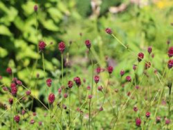 Wiesenknopf &#8218;Tanna&#8216;, Sanguisorba officinalis &#8218;Tanna&#8216;, Topfware