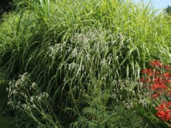 Wiesenknopf &#8218;White Tanna&#8216;, Sanguisorba officinalis &#8218;White Tanna&#8216;, Topfware