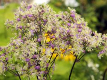 Wiesenraute &#8218;Anne&#8216;, Thalictrum rochebrunianum &#8218;Anne&#8216;, Topfware