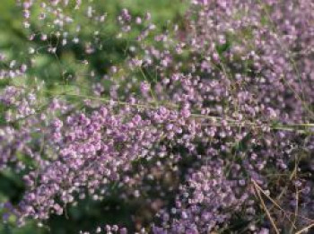 Wiesenraute &#8218;Hewitt&#8217;s Double&#8216;, Thalictrum delavayi &#8218;Hewitt&#8217;s Double&#8216;, Topfware