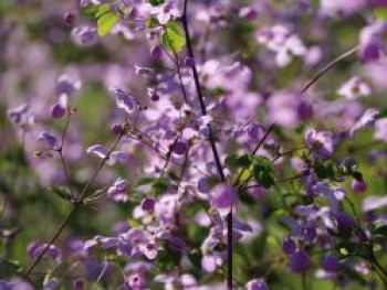 Wiesenraute &#8218;Splendid&#8216;, Thalictrum delavayi &#8218;Splendid&#8216;, Topfware