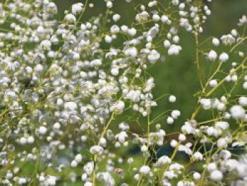 Wiesenraute &#8218;Splendide White&#8216;, Thalictrum delavayi &#8218;Splendide White&#8216;, Topfware