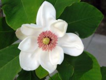 Wiesners Magnolie, 40-60 cm, Magnolia x wieseneri, Containerware