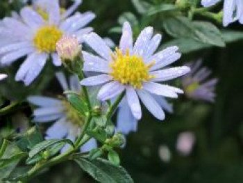 Wild-Aster &#8218;Stardust&#8216; ®, Aster ageratoides &#8218;Stardust&#8216; ®, Topfware