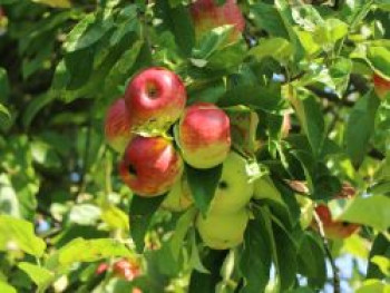 Wildapfel / Holzapfel / Gemeiner Apfel, 30-40 cm, Malus sylvestris, Weichwandcontainer