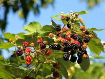 Wilde Brombeere, 40-60 cm, Rubus fruticosus, Containerware