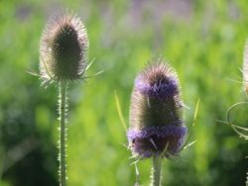 Wilde Karde, Dipsacus fullonum, Topfware