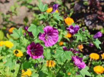 Wilde Malve, Malva sylvestris, Topfware