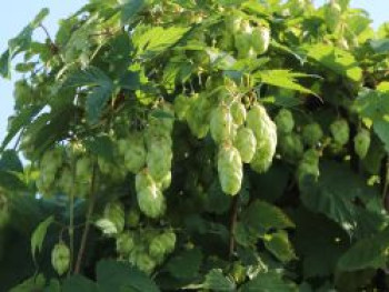 Wilder Hopfen 'Cascade', Humulus lupulus 'Cascade', Containerware