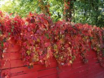 Wilder Wein, 100-150 cm, Parthenocissus quinquefolia, Containerware