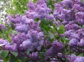 Wildflieder / Gemeiner Flieder, 30-40 cm, Syringa vulgaris, Containerware