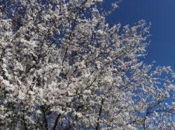 Wildpflaume &#8218;Hessei&#8216;, Stamm 80-100 cm, Prunus cerasifera &#8218;Hessei&#8216;, Stämmchen