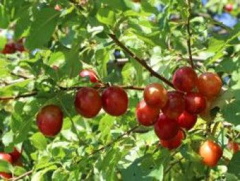 Wildpflaume / Kirschpflaume / Wilde Mirabelle, 40-60 cm, Prunus cerasifera, Containerware