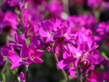 Wimpernblättrige Gänsekresse, Arabis blepharophylla, Topfware