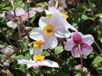 Windröschen / Spätsommer-Anemone 'Dainty Swan', Anemone x cultorum 'Dainty Swan', Topfware