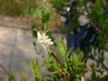 Winter-Heckenkirsche / Duft-Heckenkirsche, 30-40 cm, Lonicera x purpusii, Containerware