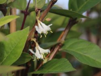 Winter-Heckenkirsche &#8218;Winter Beauty&#8216;, 40-60 cm, Lonicera x purpusii &#8218;Winter Beauty&#8216;, Containerware