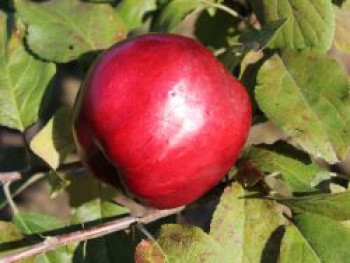 Winterapfel &#8218;Adamsapfel&#8216; ®, Stamm 40-60 cm, 120-160 cm, Malus &#8218;Adamsapfel&#8216; ®, Wurzelware