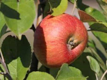 Winterapfel &#8218;Altländer Pfannkuchenapfel&#8216;, Stamm 40-60 cm, 120-160 cm, Malus &#8218;Altländer Pfannkuchenapfel&#8216;, Containerware