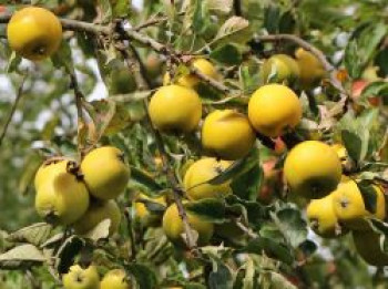 Winterapfel &#8218;Ananasrenette&#8216;, Stamm 40-60 cm, 120-160 cm, Malus &#8218;Ananasrenette&#8216;, Containerware